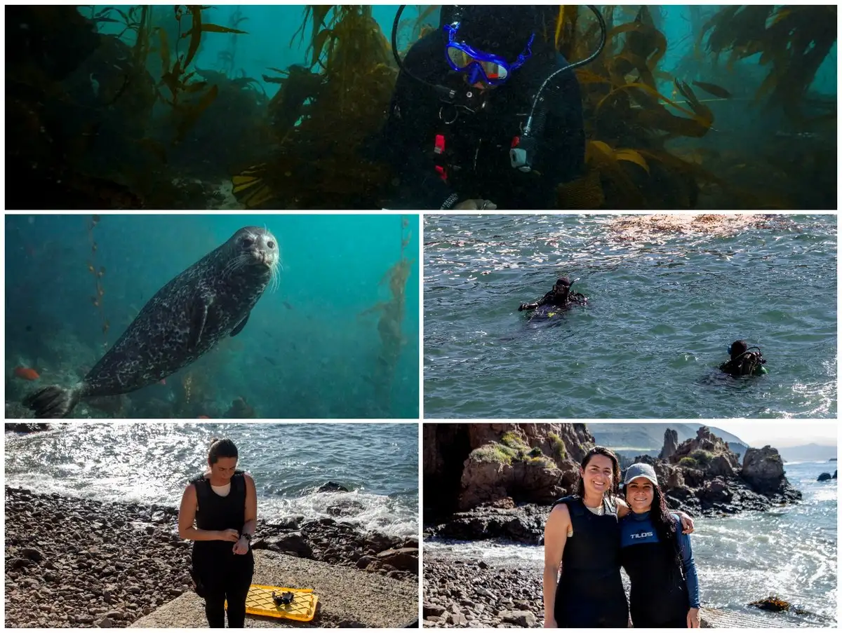 🌊⚠️ Alerta ambiental por pérdida de bosques de algas en Baja California