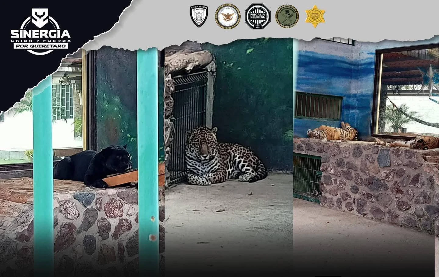 Decomisan fauna exótica y armas durante cateo en Santa Rosa Jáuregui