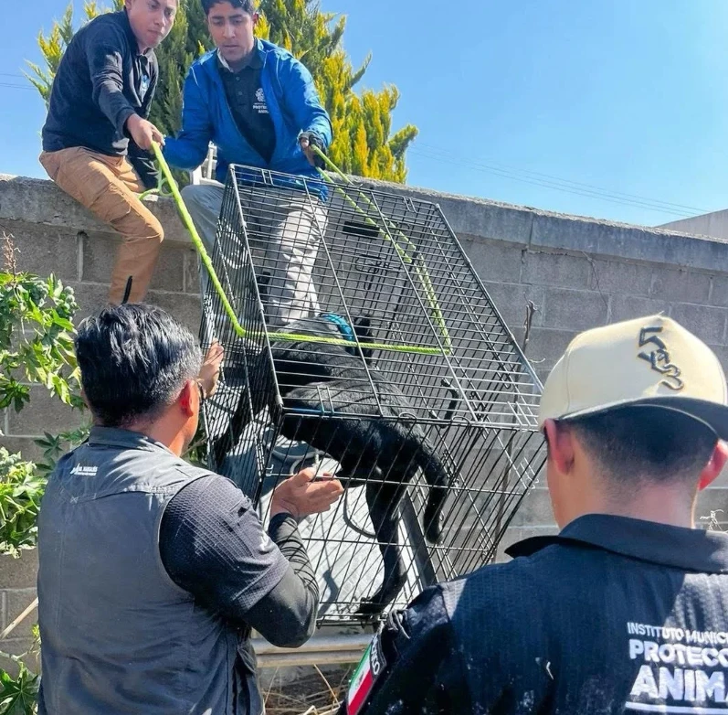 Rescatan a dos perros tras caer al sistema pluvial en Los Héroes, El Marqués