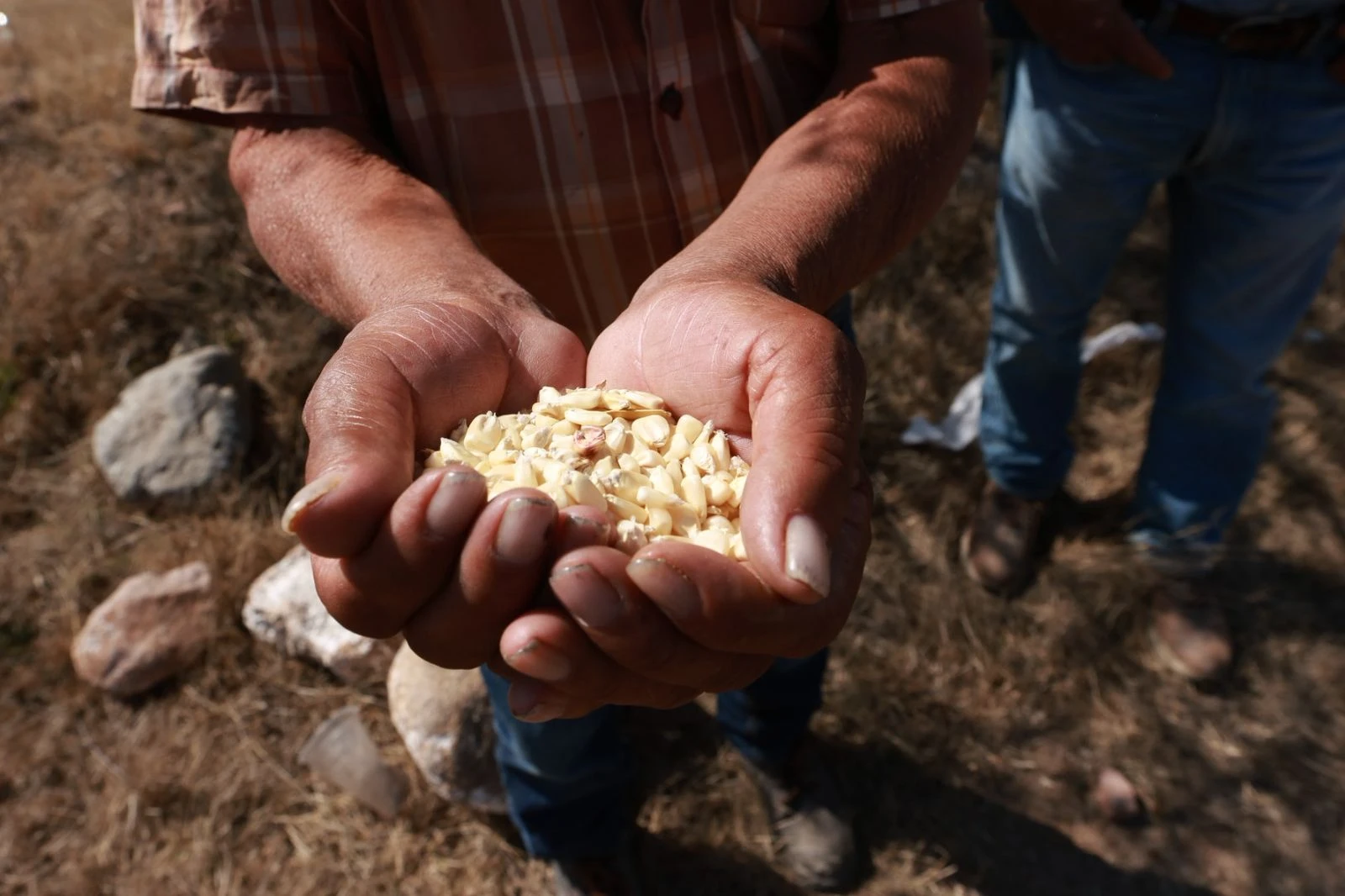 🌽🚜 Entregan 340 toneladas de maíz a productores afectados en Colón