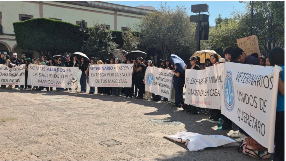🐾⚠️ 7 de cada 10 veterinarios han sufrido violencia en Querétaro