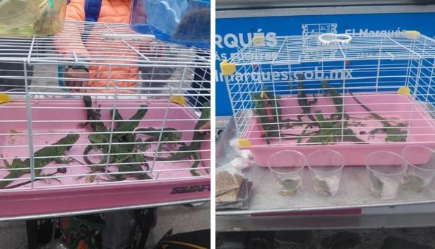 🚨 Rescatan 12 reptiles por presunta comercialización ilegal en El Marqués