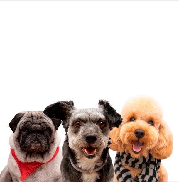 Huimilpan anuncia campaña gratuita de esterilización para perros y gatos