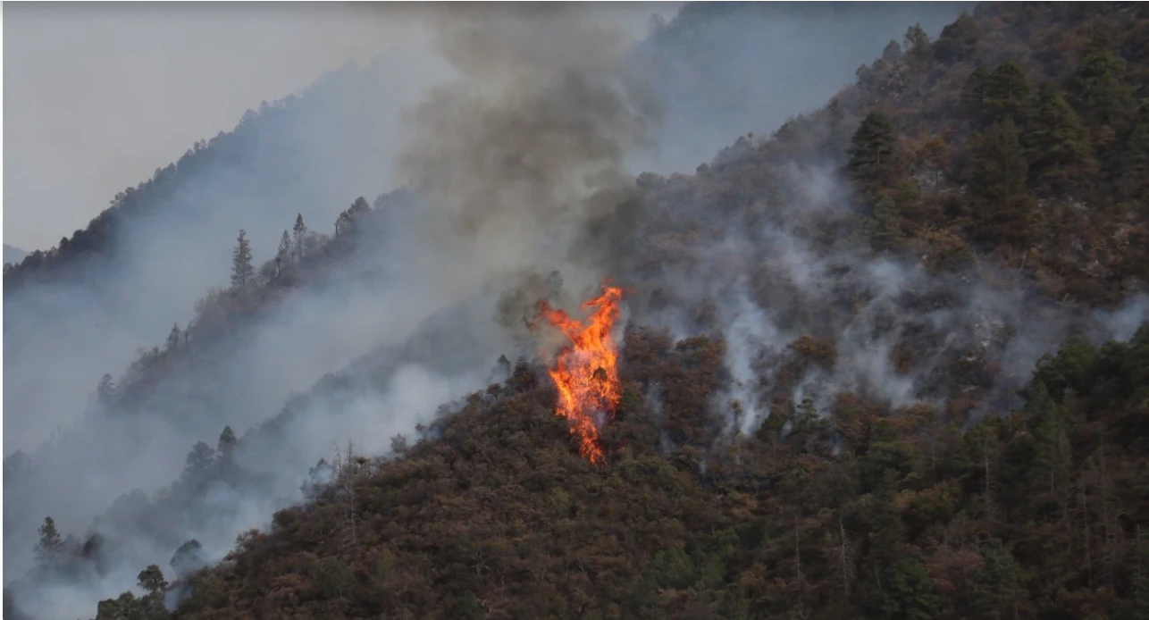 🔥 534 incendios registrados en Querétaro en lo que va del año