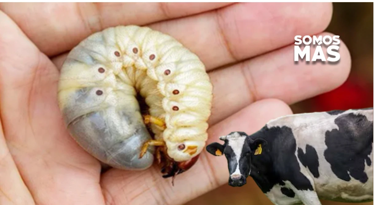 Primer caso de gusano barrenador detectado en Landa de Matamoros, Querétaro