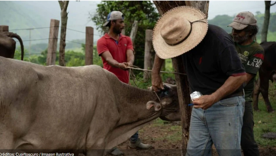 🦠🚨 Detectan ocho casos de miasis por gusano barrenador en humanos en Veracruz