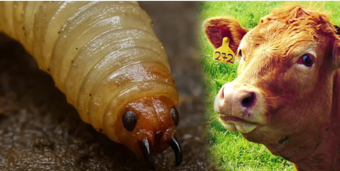 Alerta en Querétaro por 40 casos de gusano barrenador en ganado