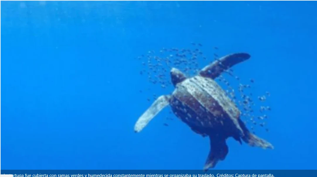 🚨 RESCATE URGENTE EN OAXACA: TORTUGA LAÚD APARECE A KILÓMETROS DEL MAR Y LOGRAN SALVARLA