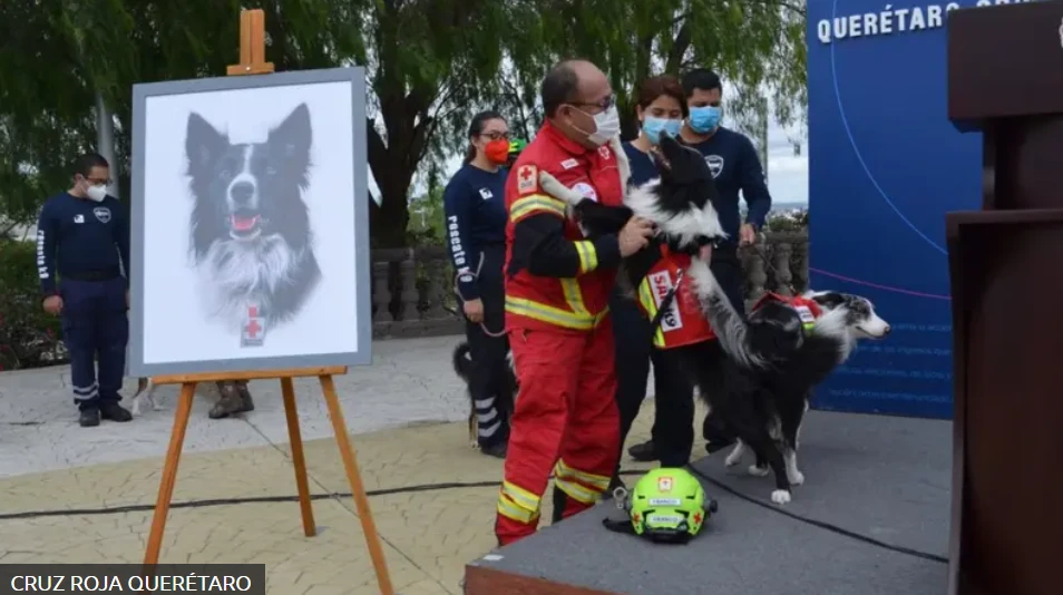 Suprema Corte confirma nueva etapa en caso de los perros rescatistas Athos y Tango; podría reducirse condena al responsable en Querétaro