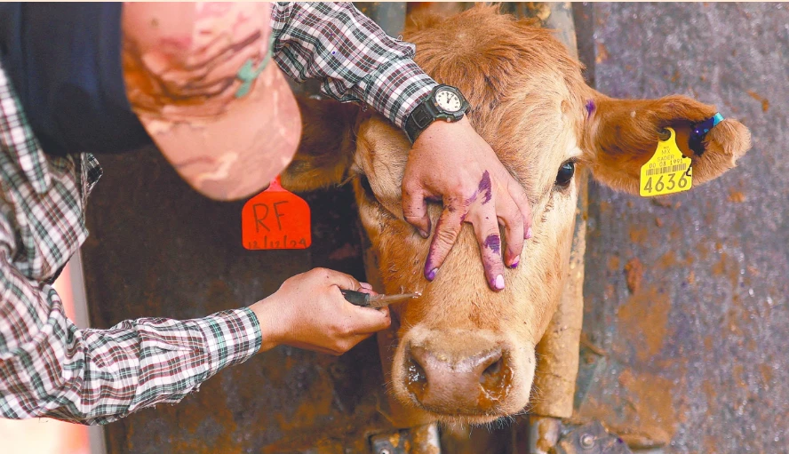 🚨 ALERTA SANITARIA EN QUERÉTARO: SUMAN 54 CASOS DE GUSANO BARRENADOR