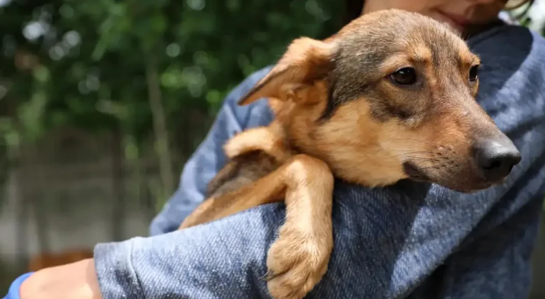 🚨 Alerta en Querétaro: detectan gusano barrenador en perro y SESEQ emite recomendaciones para evitar contagios humanos