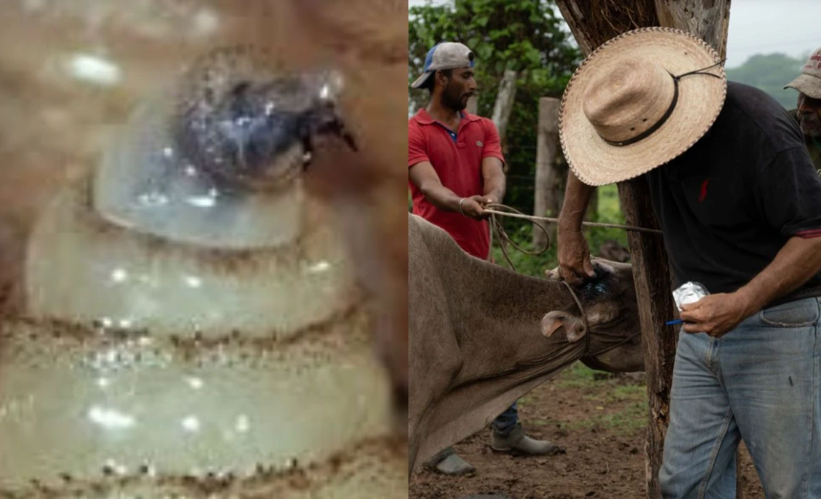 ⚠️🐄 ALERTA SAN JUAN DEL RÍO: GUSANO BARRENADOR PODRÍA LLEGAR PRONTO