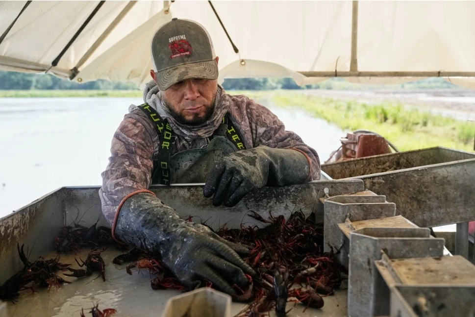 crisis en la industria del cangrejo en EE. UU.: Escasez de visas frena la temporada en Luisiana