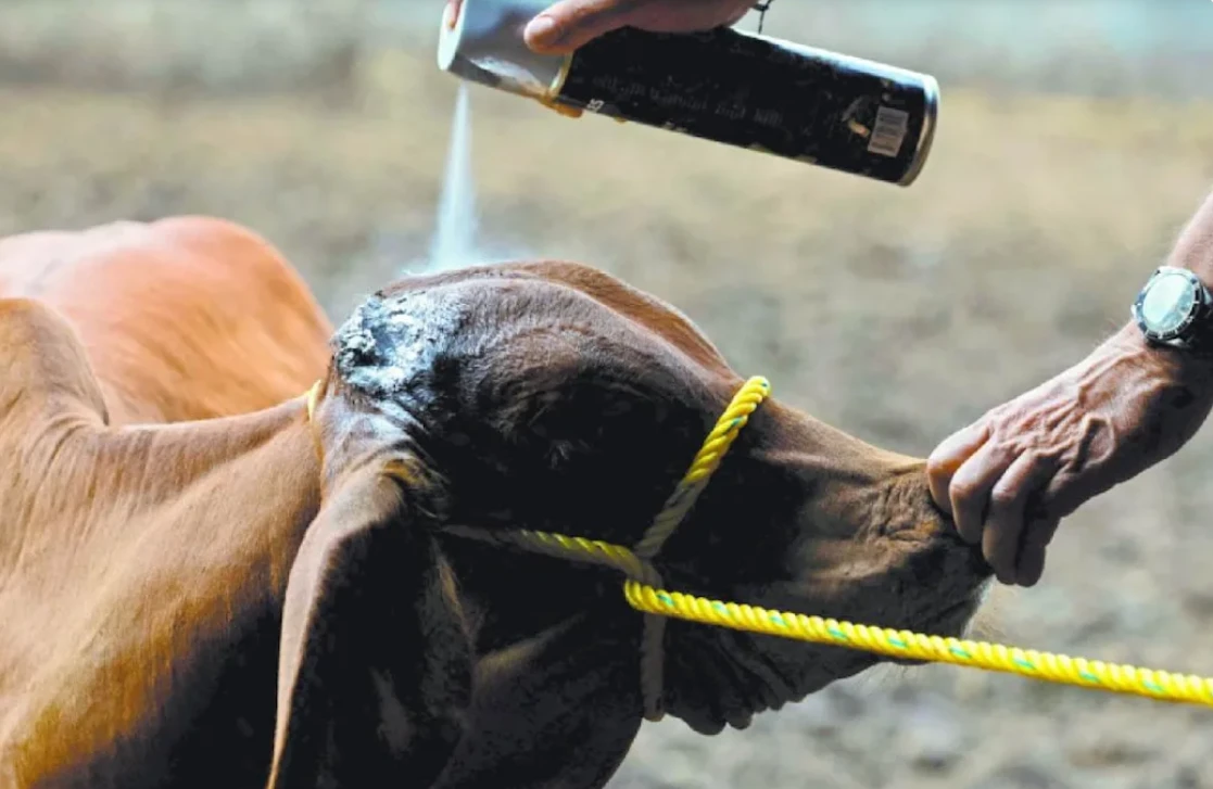 “Alerta sanitaria en la Sierra Gorda: plaga de gusano barrenador golpea al sector ganadero”