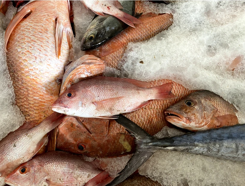 Alerta en México: 4 de cada 10 pescados se venden falsos