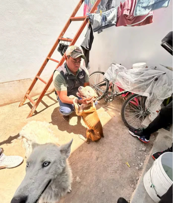 Multan con 30 mil pesos a dueño de perros por maltrato animal en El Marqués